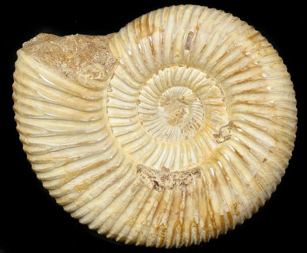 Perisphinctes Ammonite - Jurassic #45415